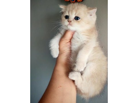 Safkan british shorthair erkek