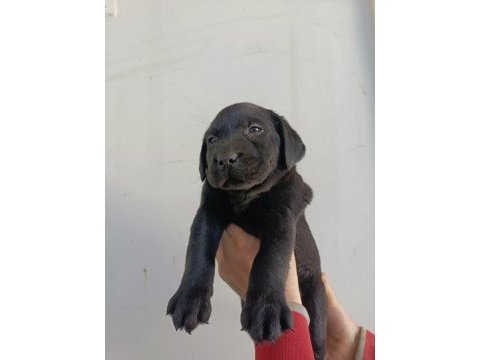 Labrador yavrularımız