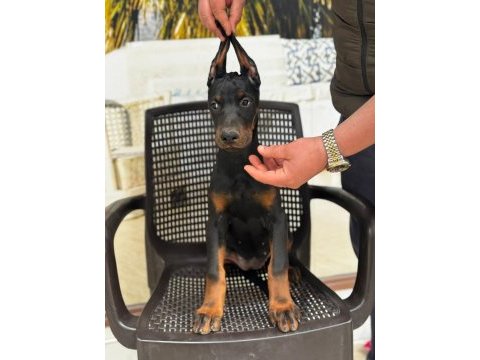Kıng doberman yavrularımız hazırdır
