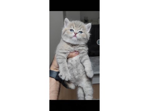 British shorthair kedimiz