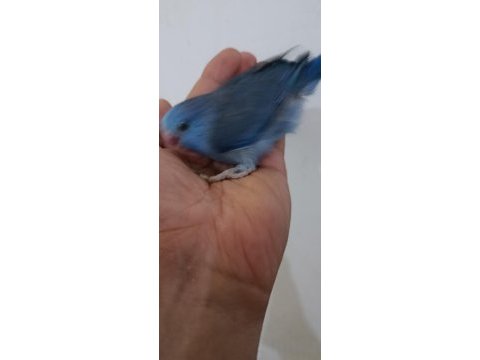Violet erkek forpus cep papağanı
