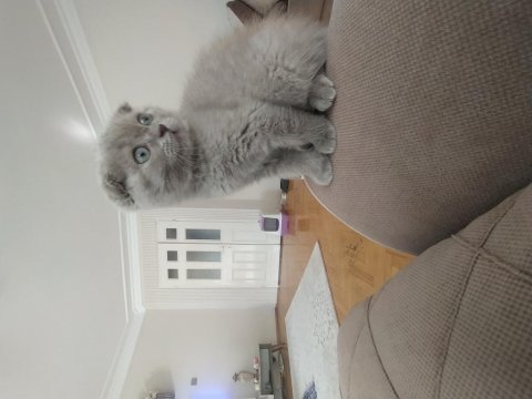 Daha iyisi yok scottish fold
