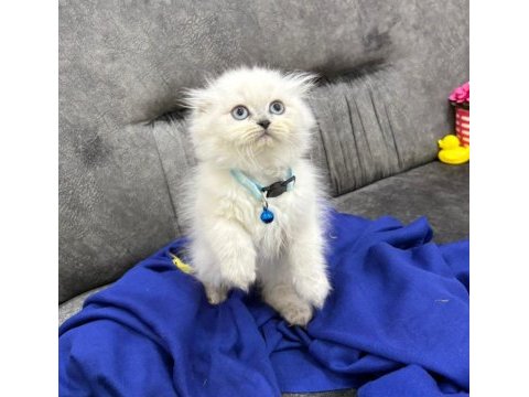 British shorthair scottish fold ücretli sahiplendirme