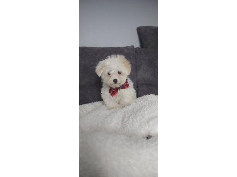 Muhteşem kaliteli maltese terrier yavrularımız