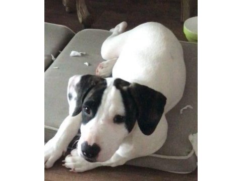 Köpeğimiz pamuk kalıcı yuva arıyor