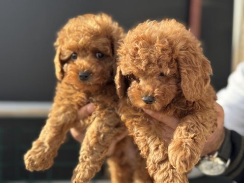 Petmode köpek çiftliğinden toy poodle yavrular