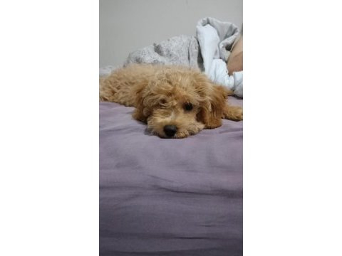Yavru 3-4 aylık toy poodle