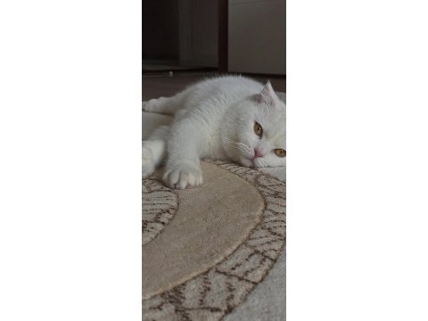 8-9 aylık scottish fold erkek