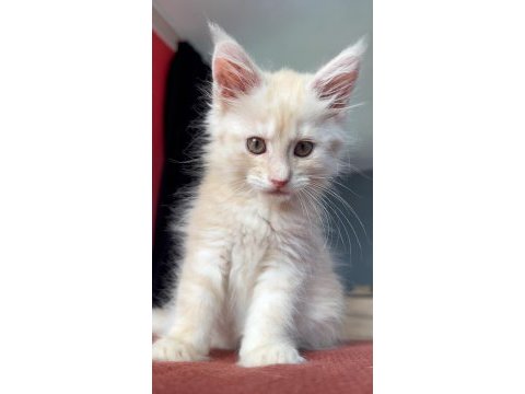 Dişi maine coon yavrusu