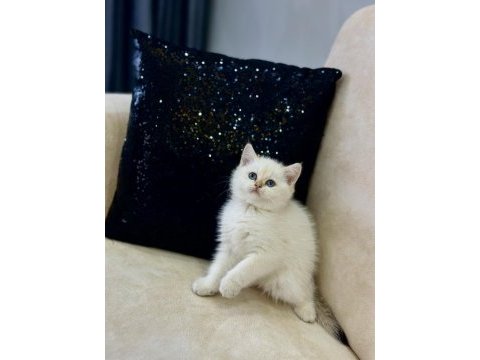 A kalite safkan british shorthair goldenpoint dişi
