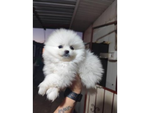 Pomeranian boo köpeğimiz