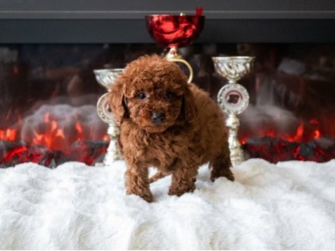 Toy poodle yavru erkek ve dişi yavrular aşı yapılmış