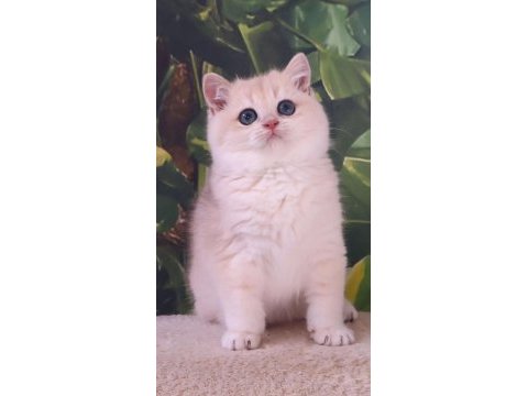 Üst kalite erkek british shorthair yavru