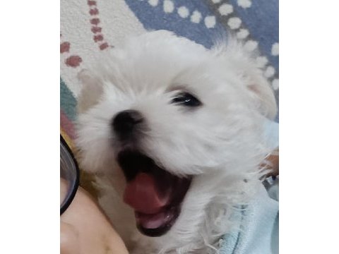 Kore maltese bebekler