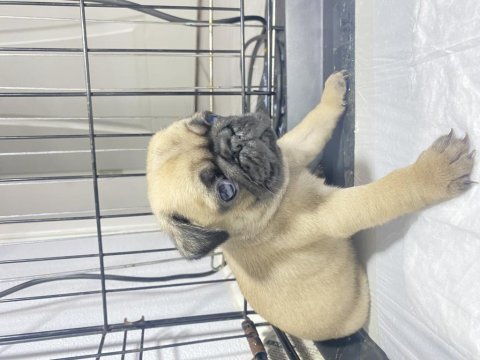 Pug mops yavrular