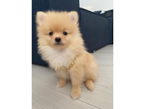 Pomeranian boo 3 aylık