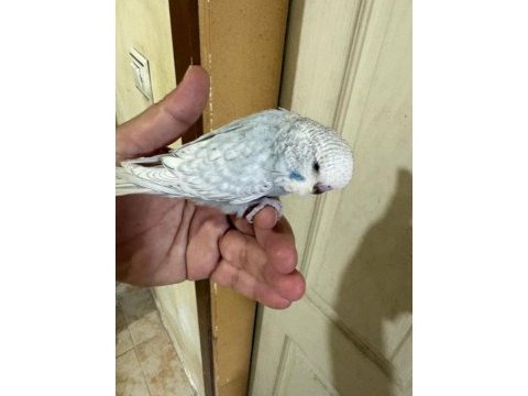 36 günlük jumbo erkek bebek muhabbet kuşu