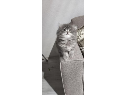 Yün yumağı çok tatlı chinchilla yavrularım