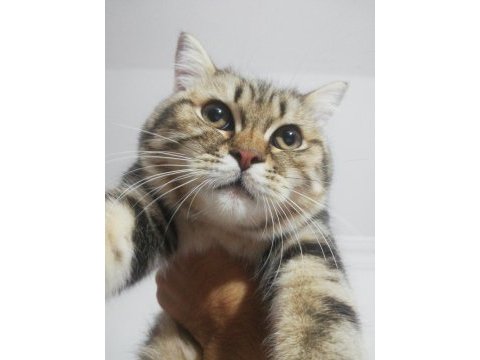 Ücretsiz sahiplendirme british longhair