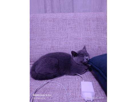 Sahibinden british shorthair