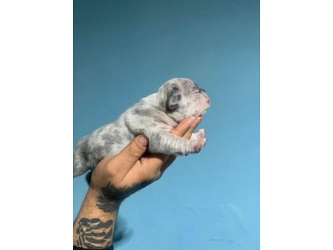 French bulldog yavrularımız ırk garantilidir