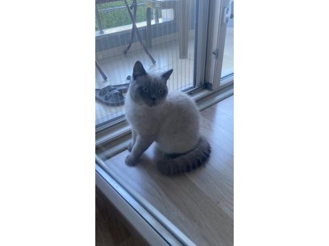 Sevimli british shorthair blue point kedimizi sahiplendirmek