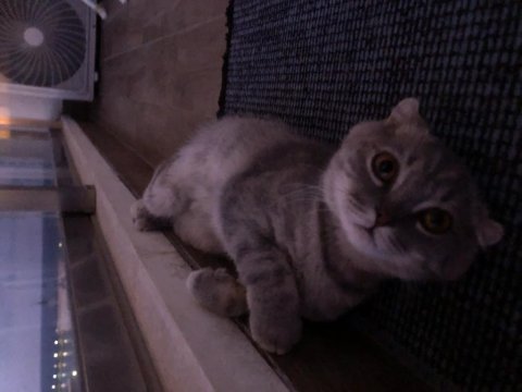 Scottish fold luna kızımıza yuva arıyoruz