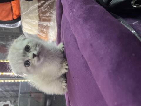 British shorthair scottish fold yavrular