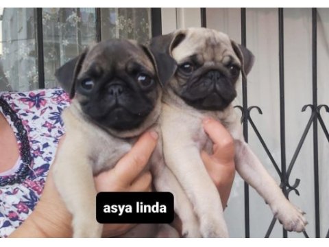 Pug mops bebekler