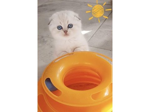 Scottish fold ve straight yavrular