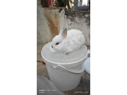 Renk cücesi tavşan himalayan renk