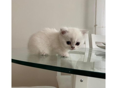 Yakışıklı maviş gözlü ayıcık suratlı safkan bebek kedimiz