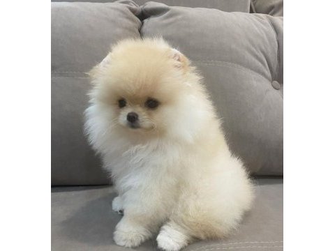 Daha iyisi yok orijinal ayı surat pomeranian boo
