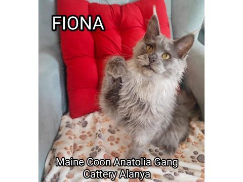 Şecereli maine coon yavrular alanya