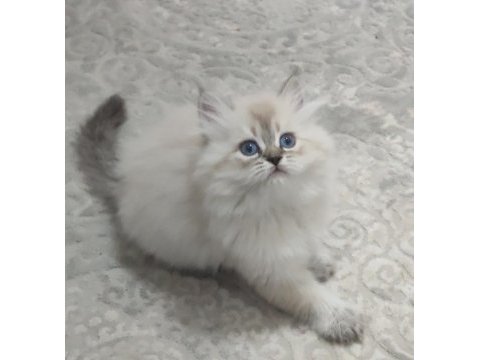 Uygun puan son yavru chinchilla