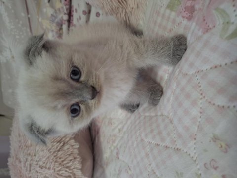 Sevimli yavru blue point scottish fold