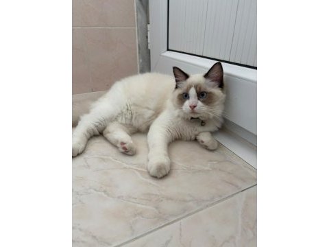 Ragdoll 4 aylık erkek