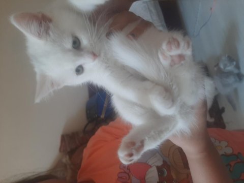 British shorthair 2 aylık yavru