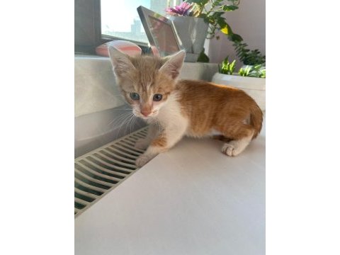 Bb namı diyar behlül böcek kedimiz yuva arıyor