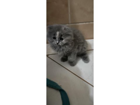 14 haziran doğumlu longhair scottish fold