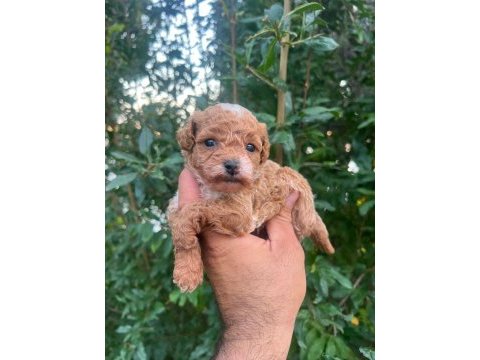 0 numara maltipoo