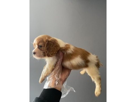 2 aylık cavalier king charles erkek yavru