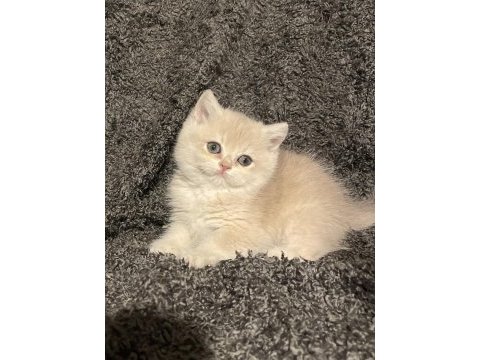 Anne baba şecereli blue golden ay12 safkan british s. dişi