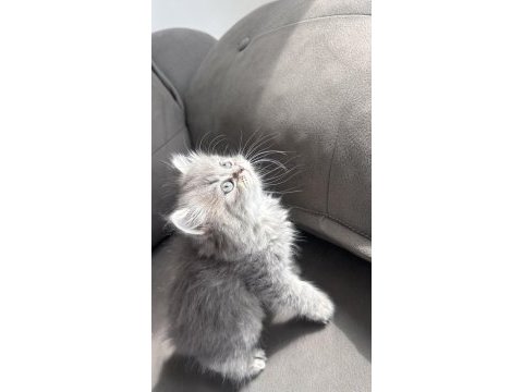 British longhair kedisi