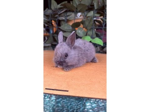Hollanda lop ve cüce tavşan yavrularımız