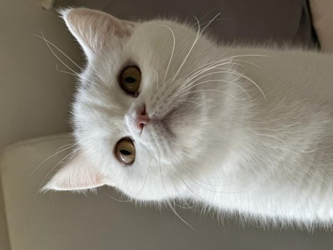 Yeni bir yuva arıyoruz, düzgün bakabilecek biri