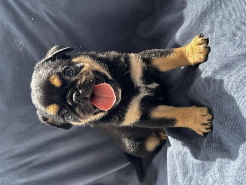 Black tan pug mops