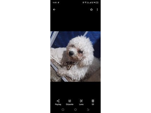 Yetişkin bichon frise adana içi erkek