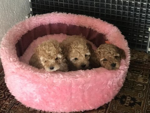 Oyuncu poodle yavrularımız