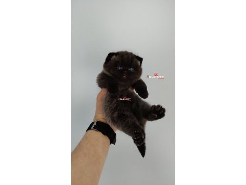 Kralın dönüşü safkan british teddy